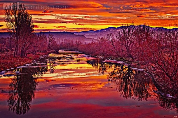 Marmalade Skies