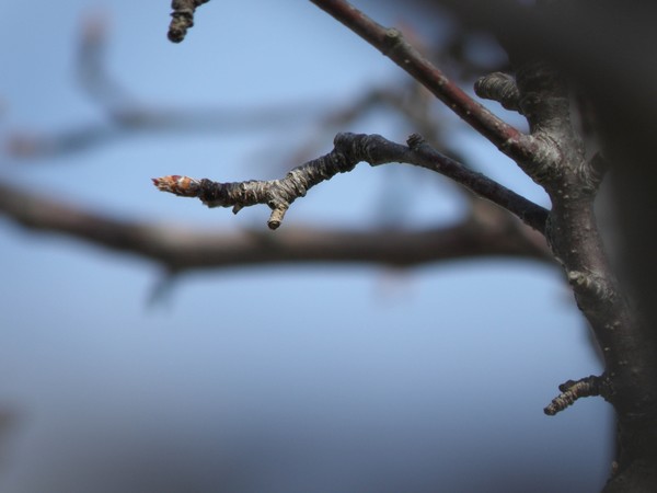 Bud