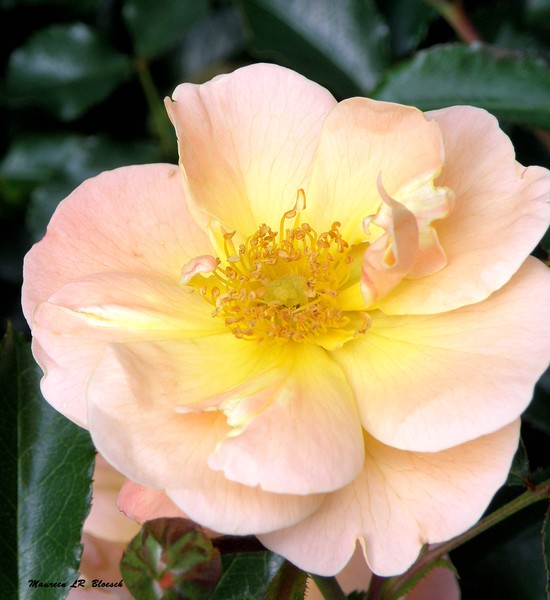 Rose