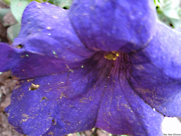 Purple Flower