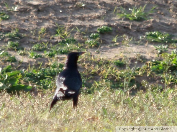 Bird in Stand