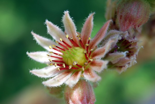 Nikon_07122009_4060