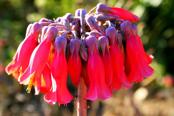 A Cluster of Iridescent Bells