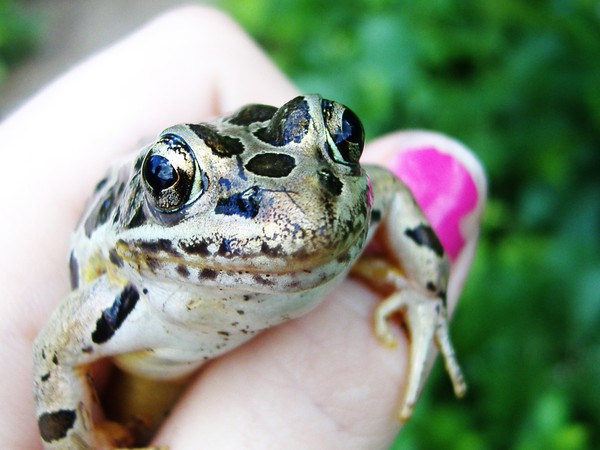 Bronze Frog