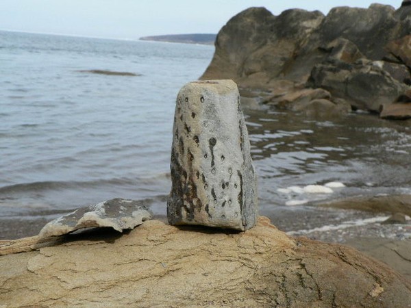 Fossil 