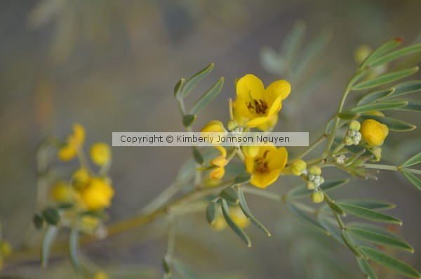 Yellow Flowers