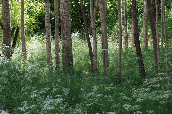 05_TreeGrass