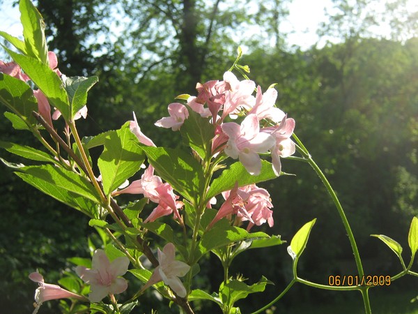 Flower with Some Shine
