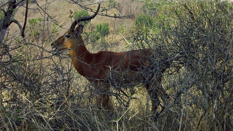 Buck001