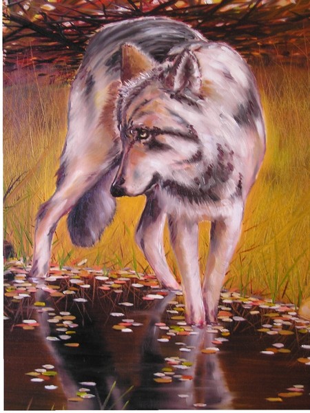 Grey Wolf