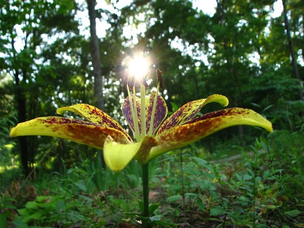 Majick Lily
