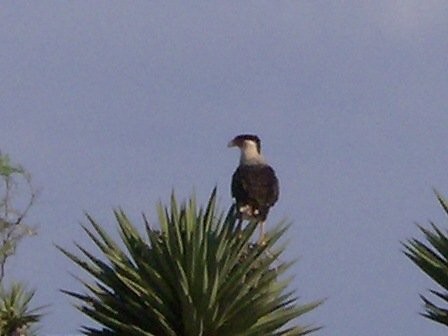 mexican eagle