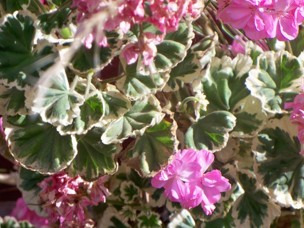 Flowers of Peru #7