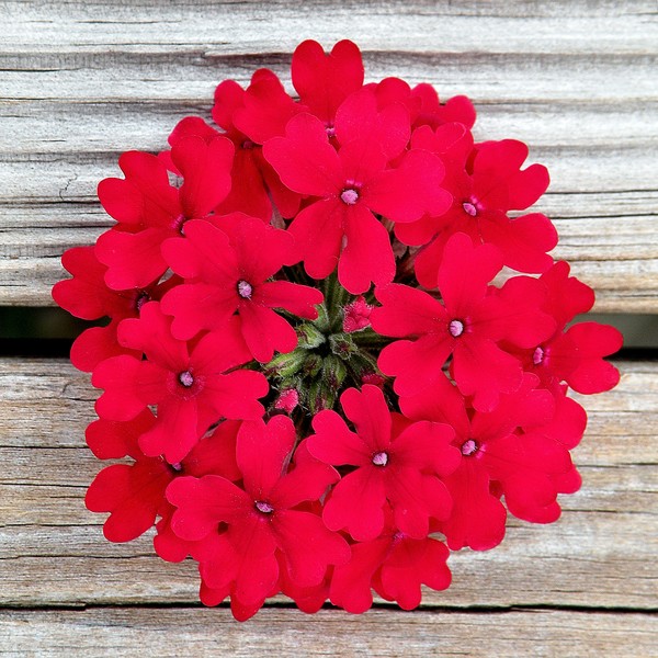 Red Verbena Bloom on Weathered Wood