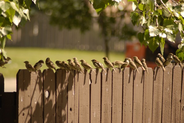 In my backyard SERIES