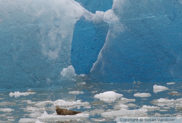 Blue Ice