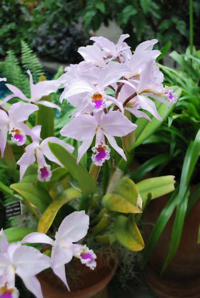 Flower1