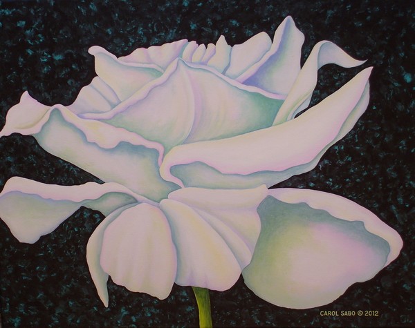 White Rose