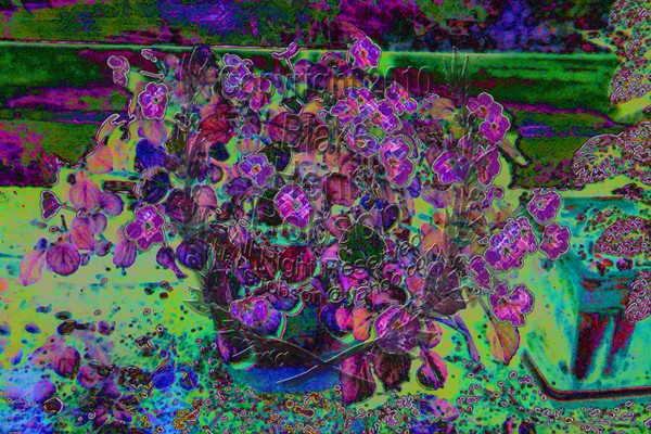 Impatiens