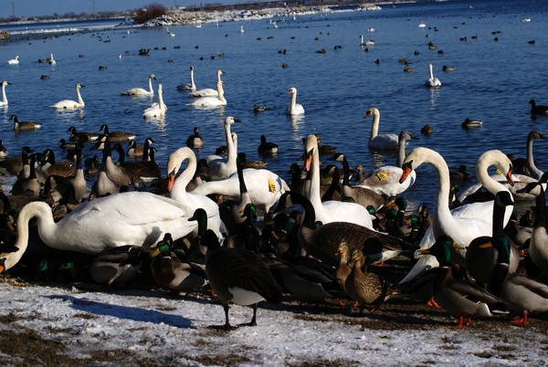 Lunch Time Always Draws A Crowd