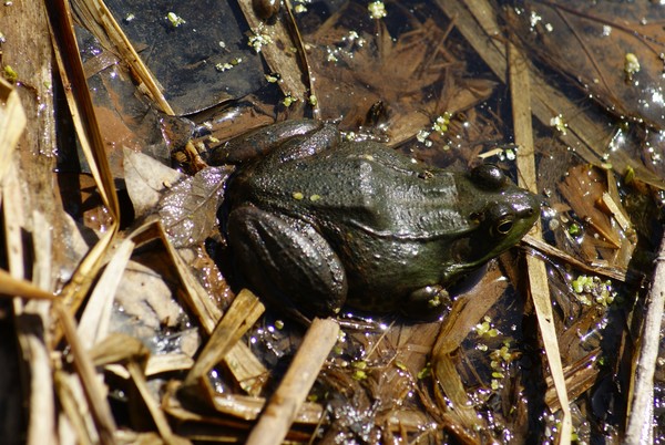 Frog