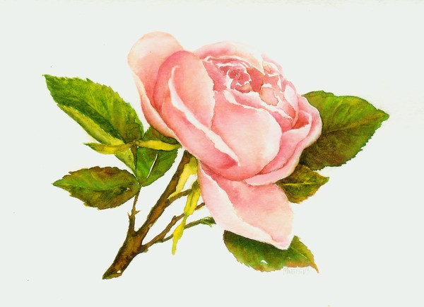 Little rose