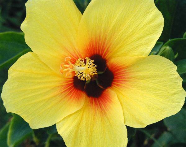 Yellow Red