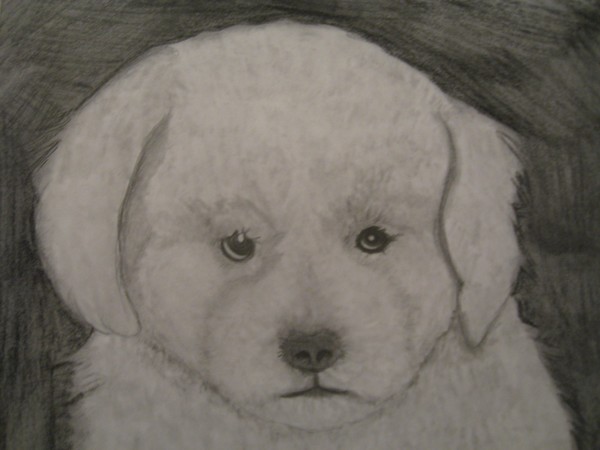 Missie - Bichon Frise