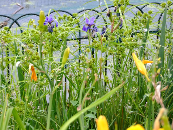 flowerbed