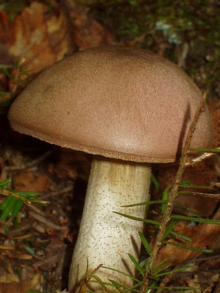 Mushroom