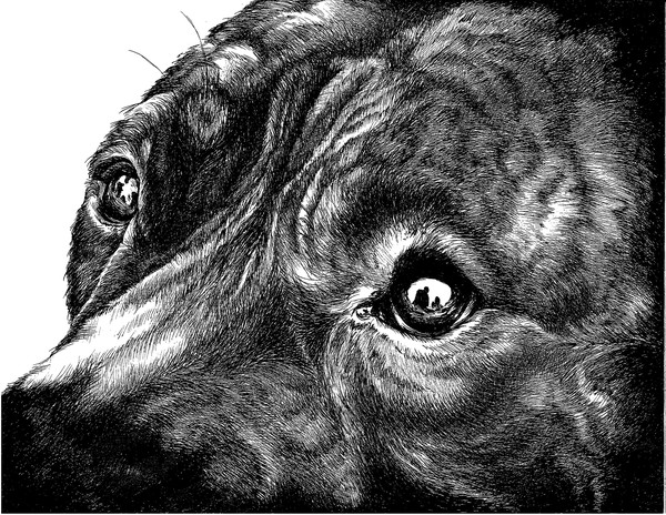 Eye Study