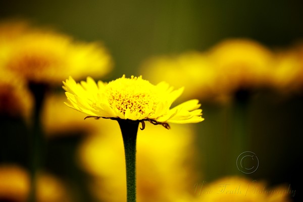 Yellow Wildflower