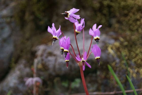Wildflowers of the Tablerocks (series)