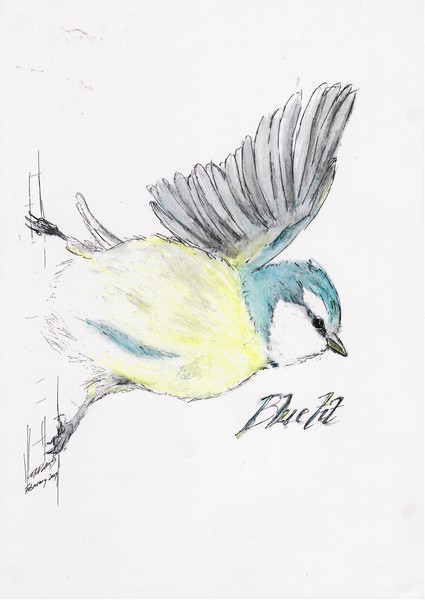 Blue Tit