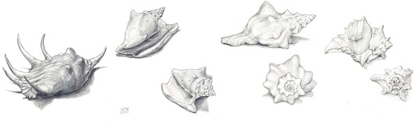seashells