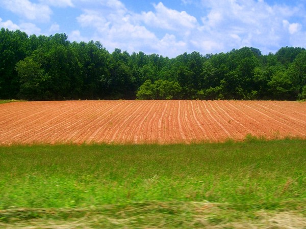 Tobacco Field