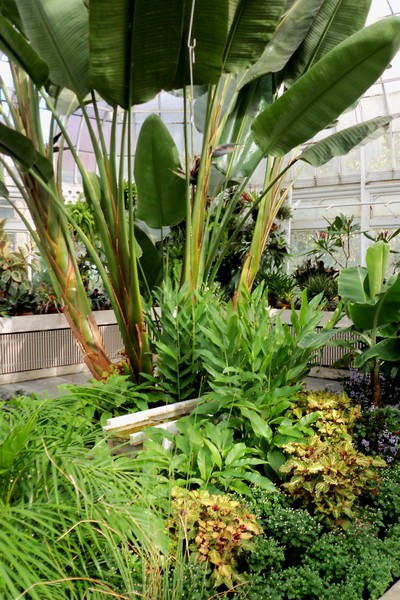 From The Westmount Park Greenhouse