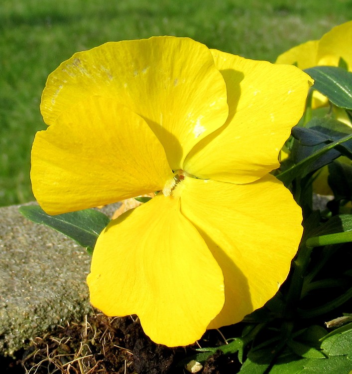 SUNNY PANSY