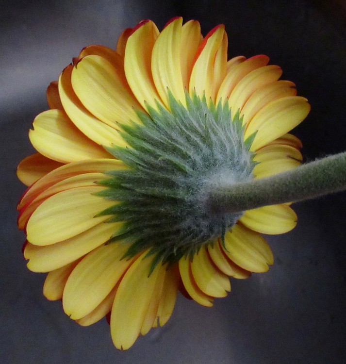 THE OTHER SIDE OF A GERBERA