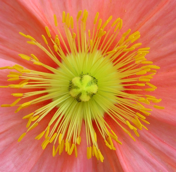 POPPY'S HEART