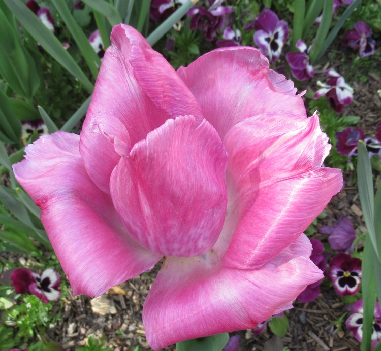 PINK SATIN