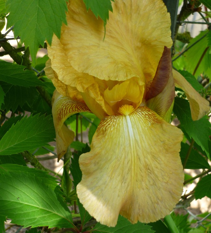 YELLOW IRIS