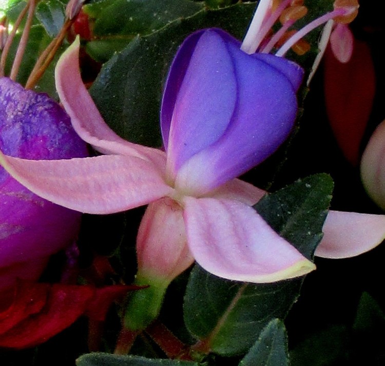 FUCHSIA