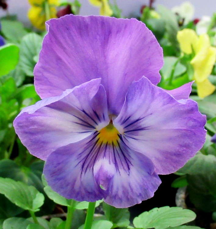 PURPLE PANSY