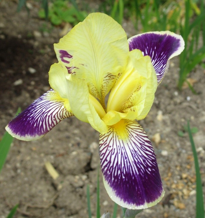 IRIS 1
