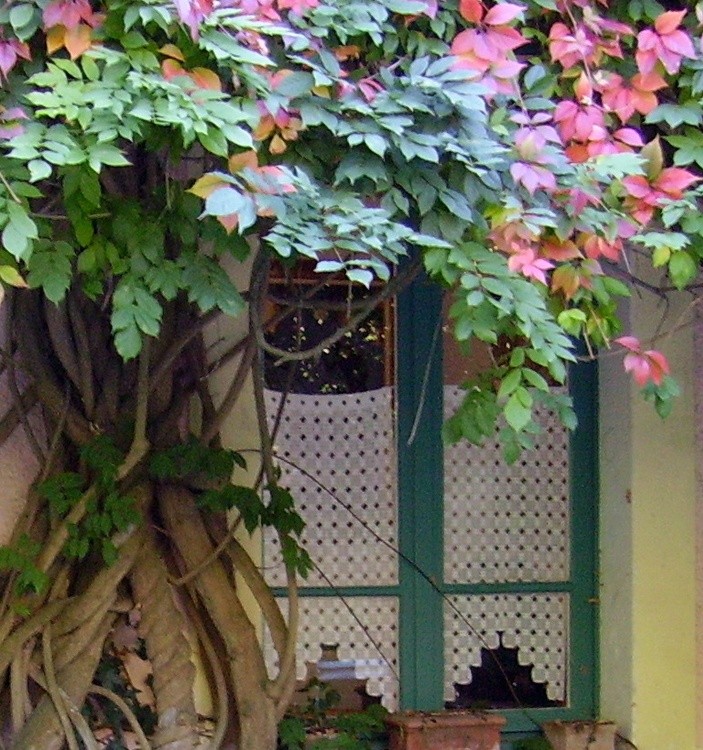 VIEW FROM THE BACKYARD