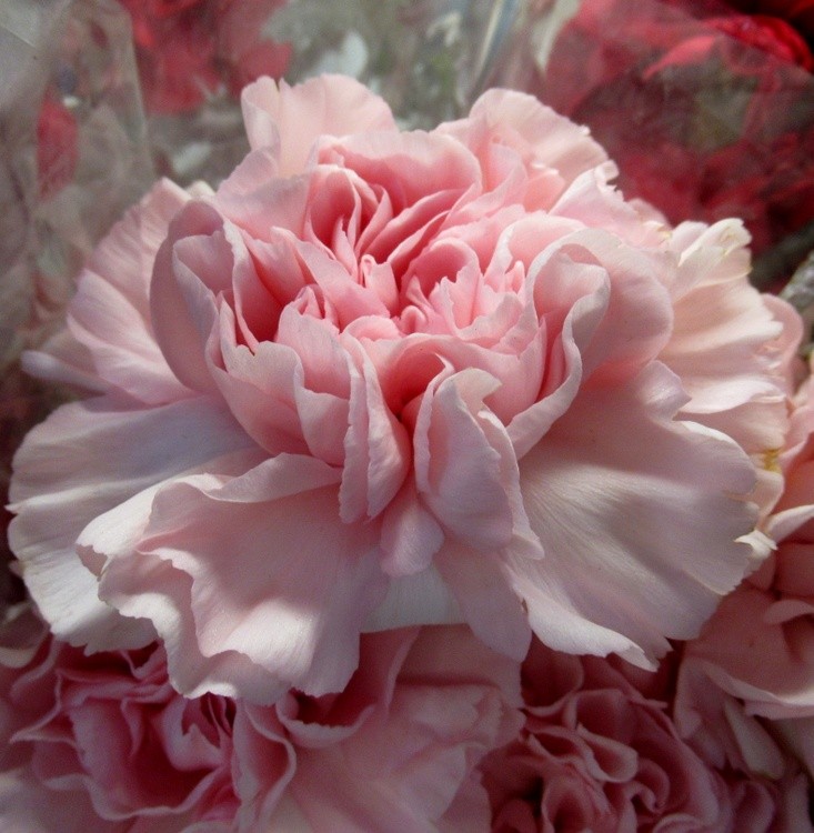 CARNATION