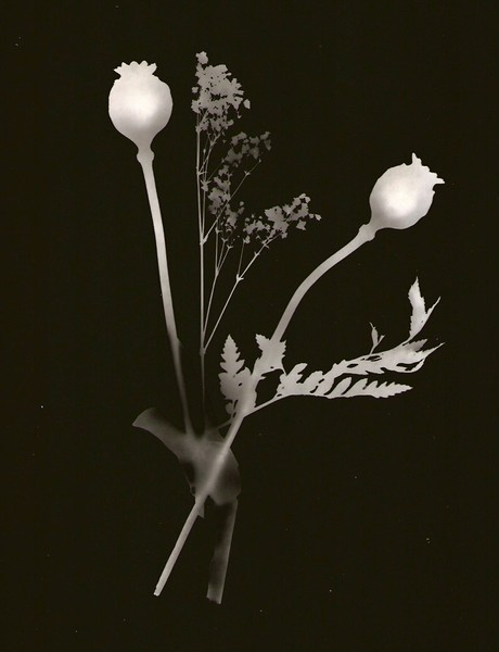 flower -1