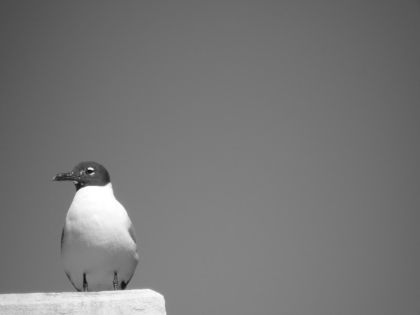 Contemplation