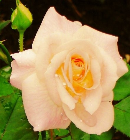 Alluring Rose